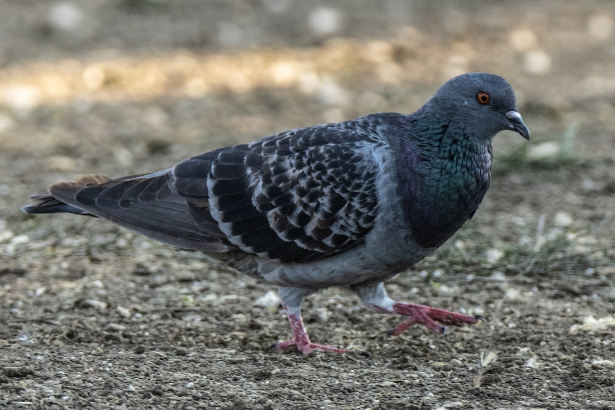 Rock Pigeon (Feral Pigeon) - ML624580562