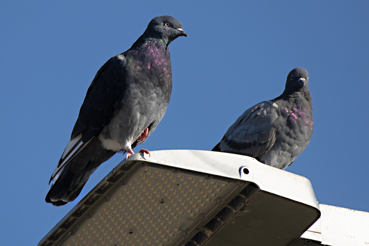 Rock Pigeon (Feral Pigeon) - ML624580565