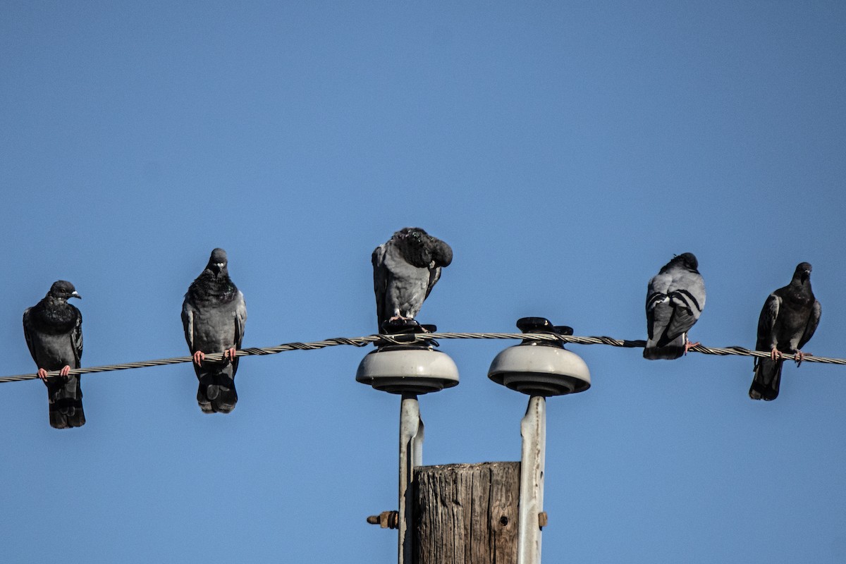 Rock Pigeon (Feral Pigeon) - ML624580569