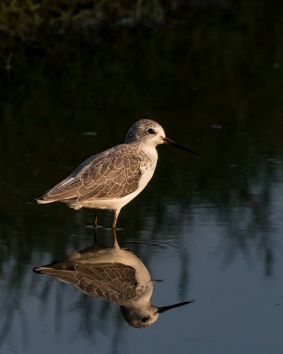 Marsh Sandpiper - Sushant Jadhav