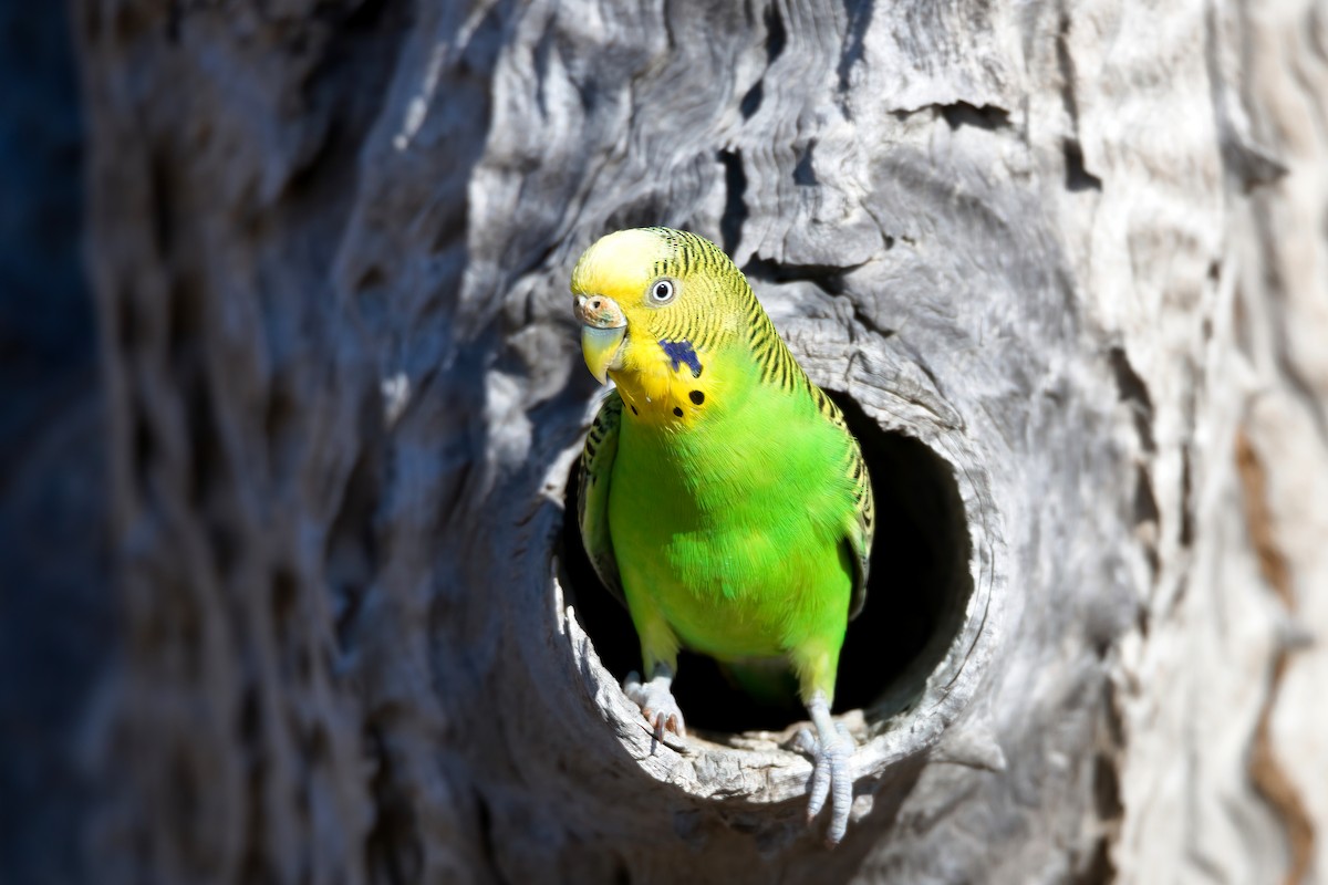 Budgerigar - ML624580598