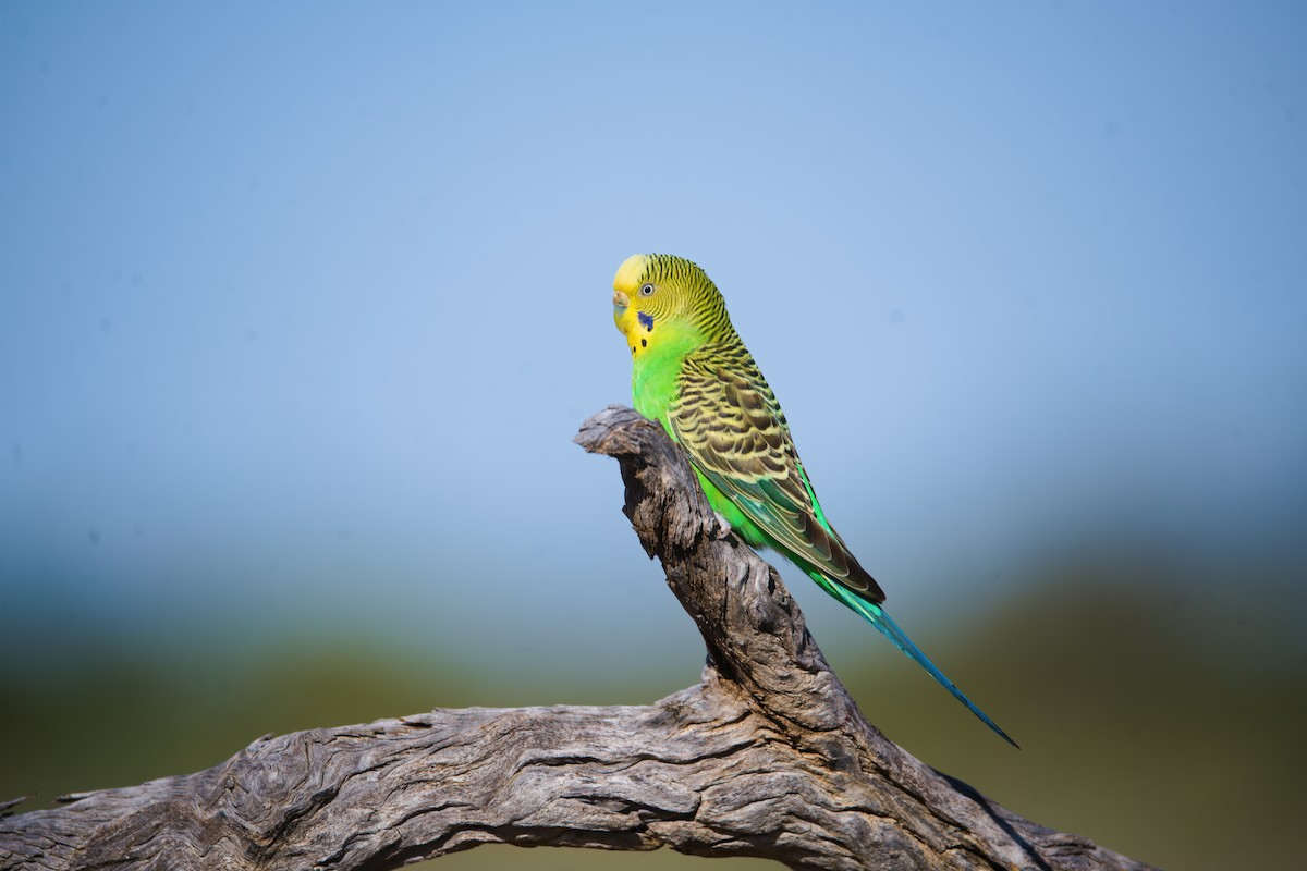 Budgerigar - ML624580604