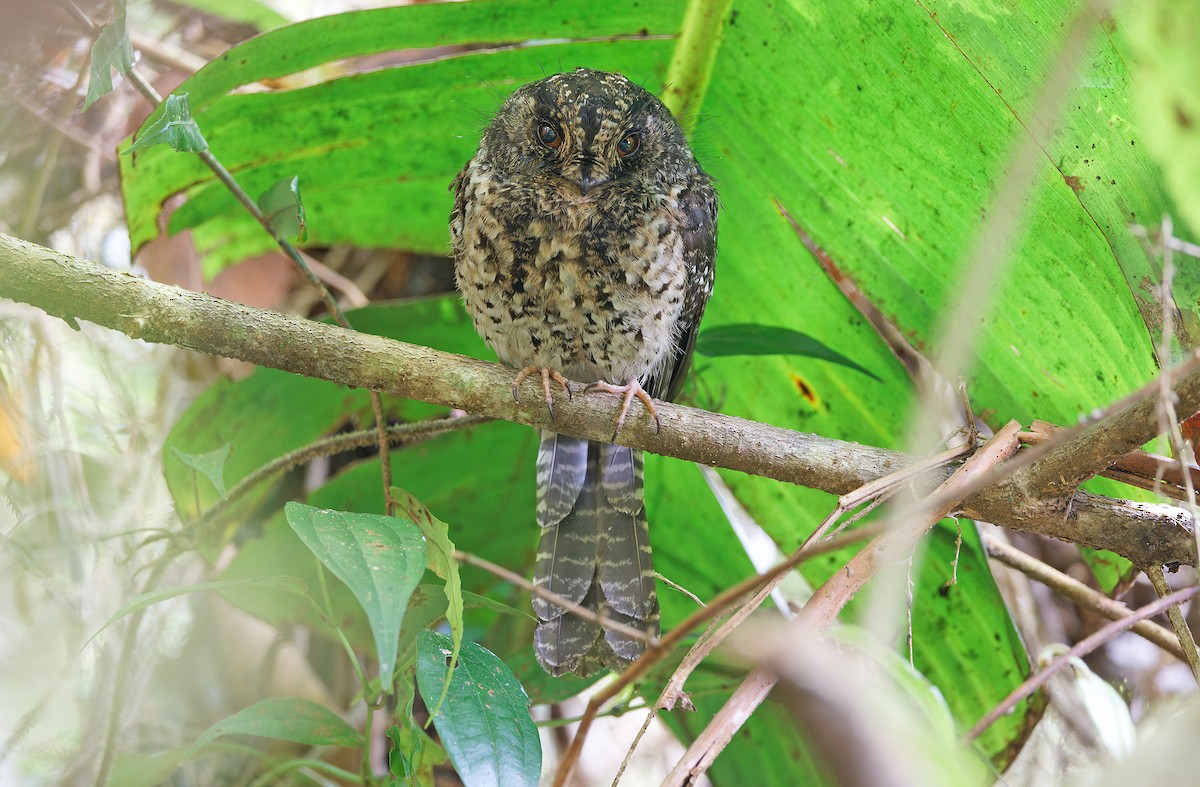 Mountain Owlet-nightjar - ML624580642