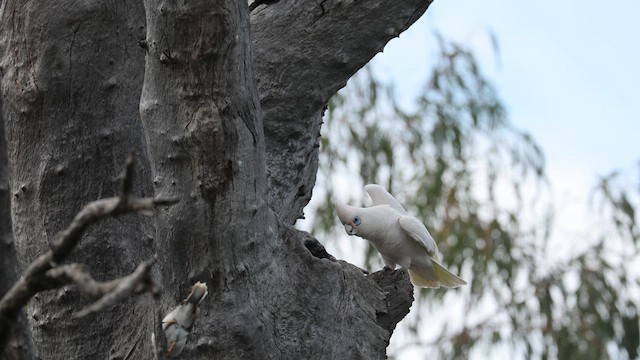 Little Corella - ML624580663