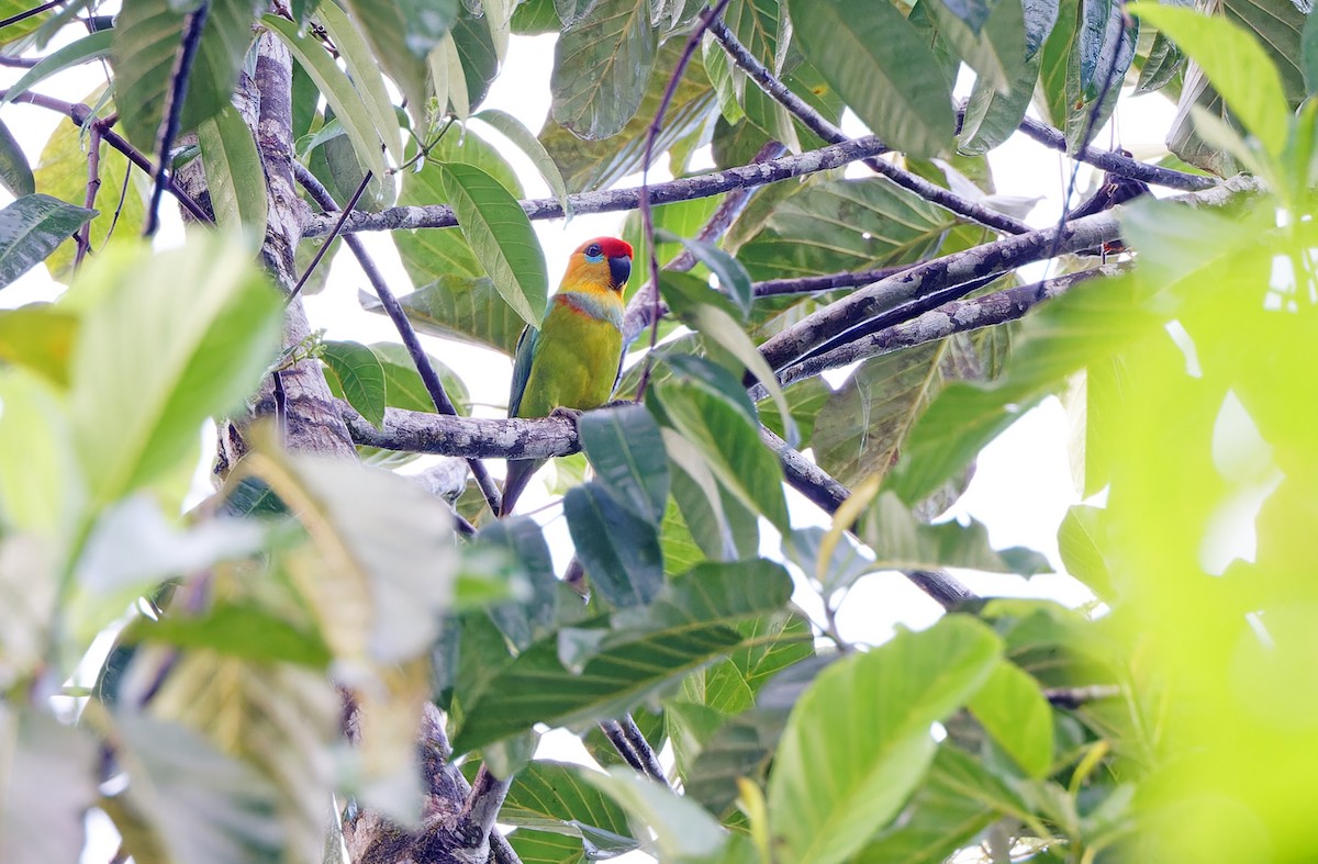 Large Fig-Parrot - ML624580733