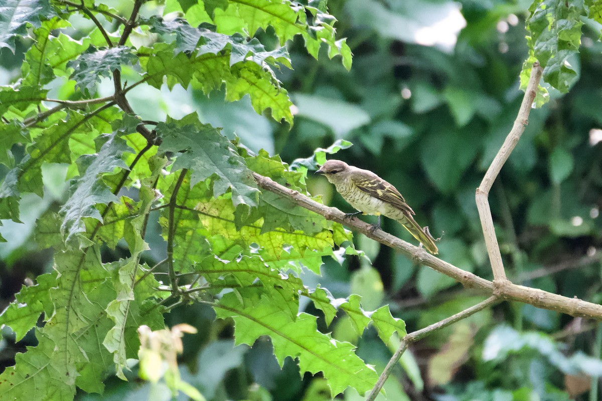 Al Omuzlu Tırtılyiyen - ML624580772