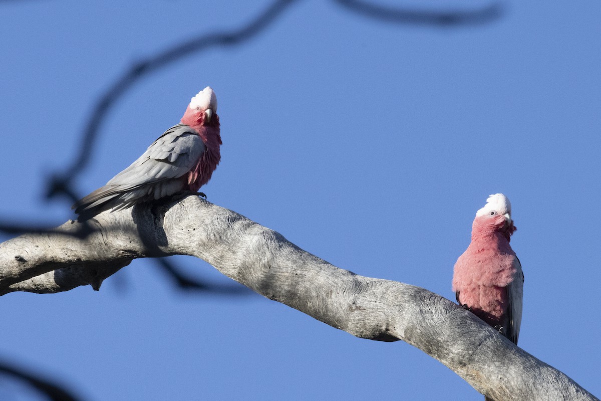 Galah - ML624580785