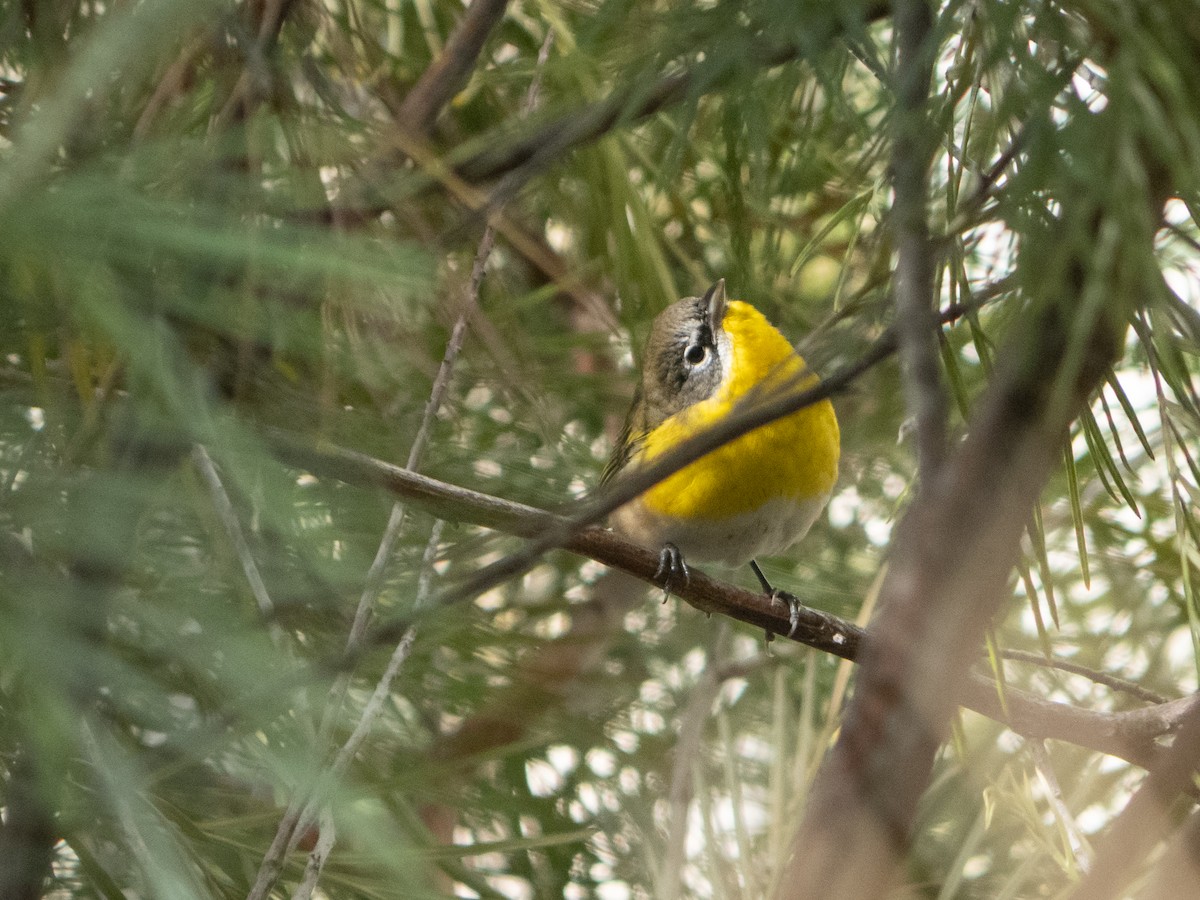 Yellow-breasted Chat - ML624580794