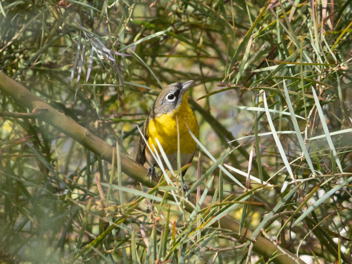 Yellow-breasted Chat - ML624580795