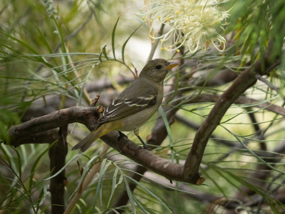 Western Tanager - ML624580800