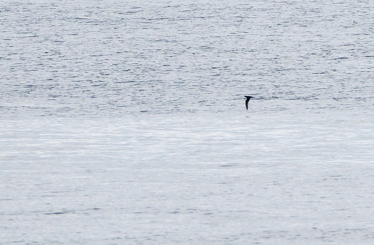 Bulwer's Petrel - ML624580847