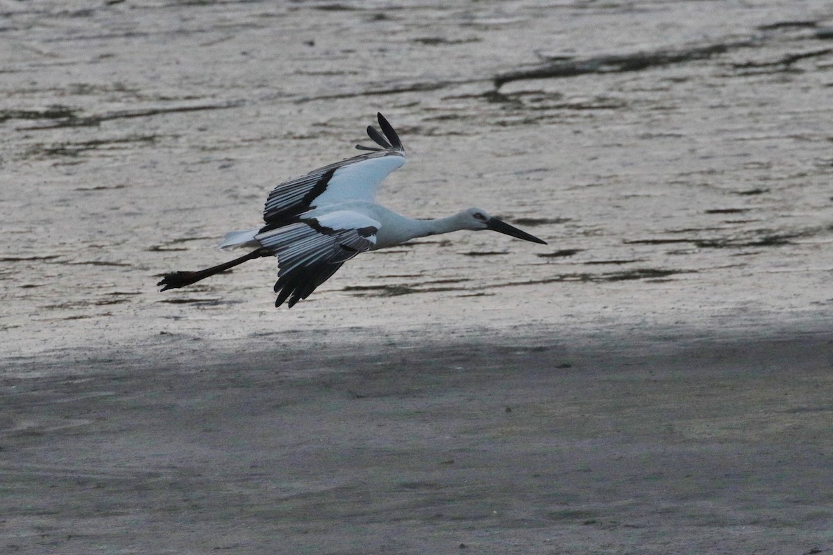 Oriental Stork - ML624580940