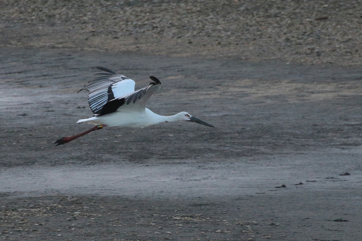 Oriental Stork - Atsushi Shimazaki