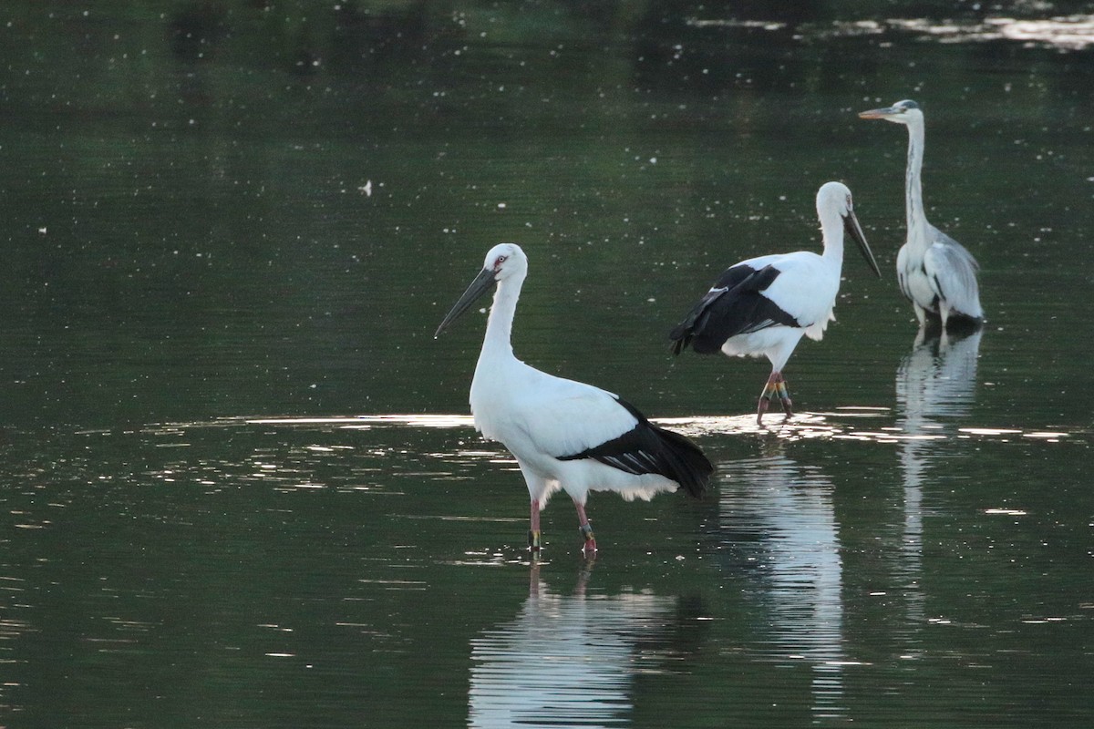 Oriental Stork - ML624580942