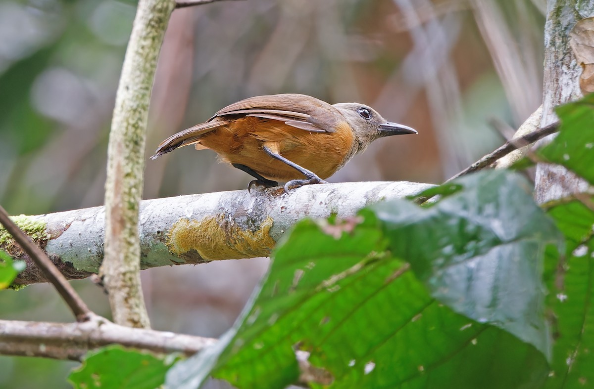 Raja Ampat Pitohui - ML624580956