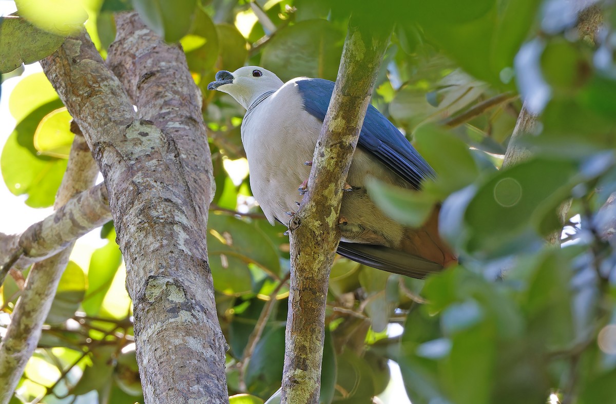 Spice Imperial-Pigeon - ML624581035