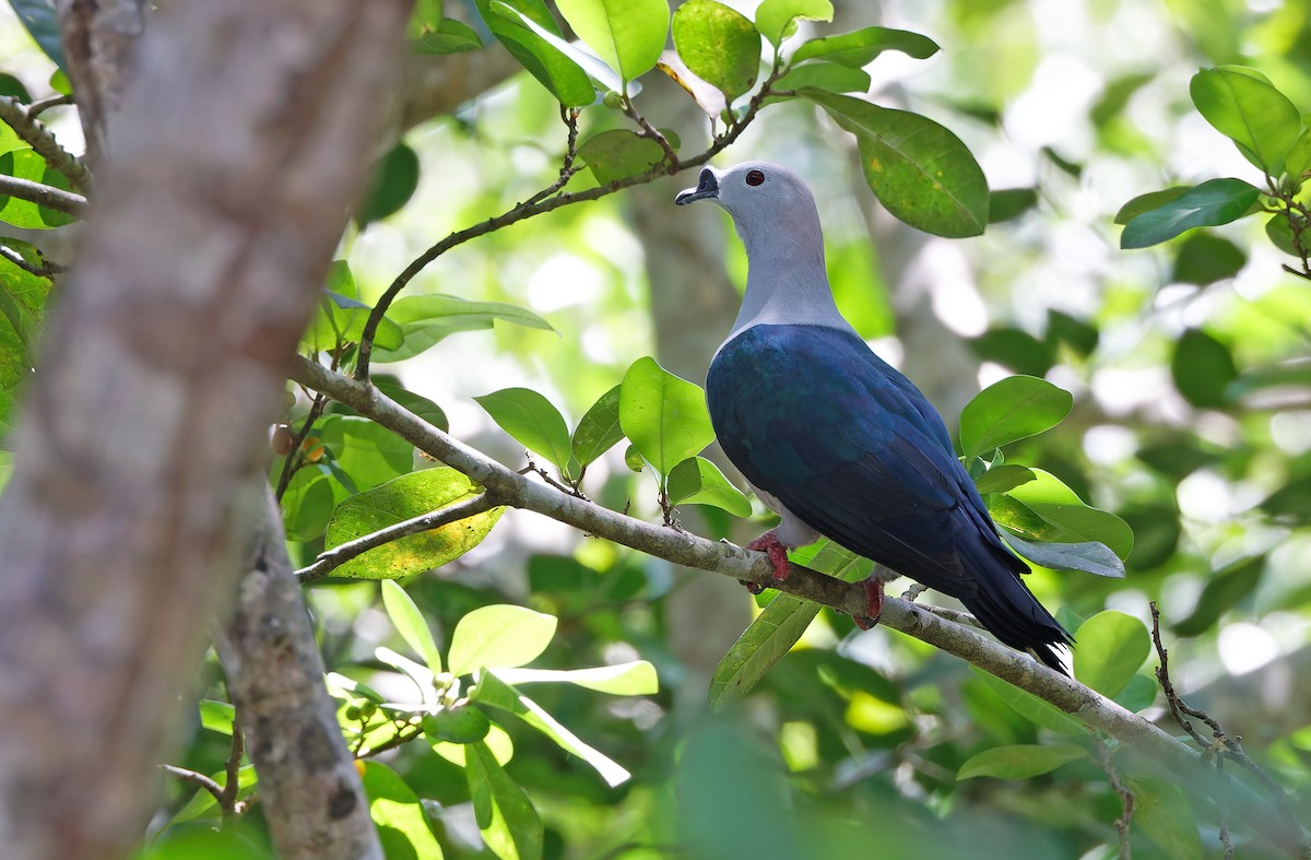 Spice Imperial-Pigeon - ML624581036