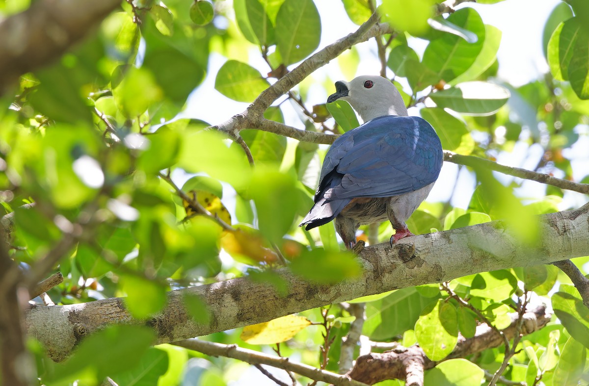 Spice Imperial-Pigeon - ML624581038