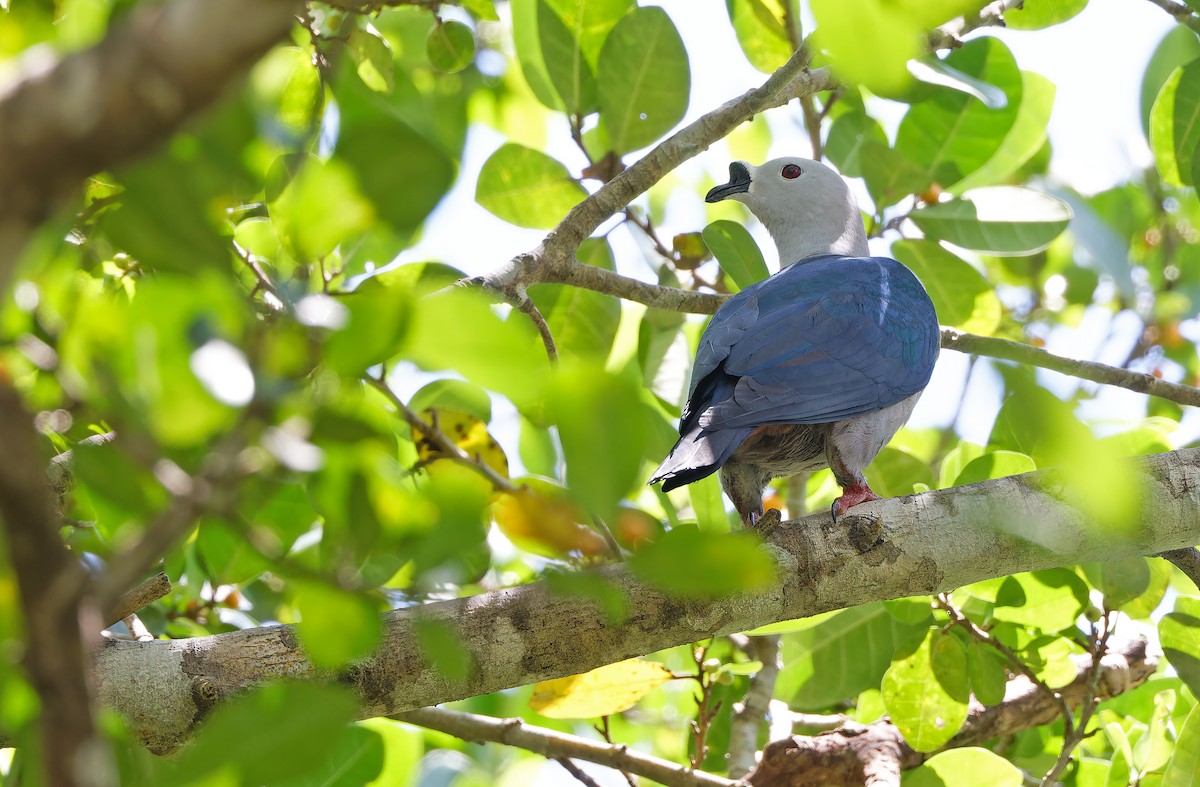 Spice Imperial-Pigeon - ML624581039