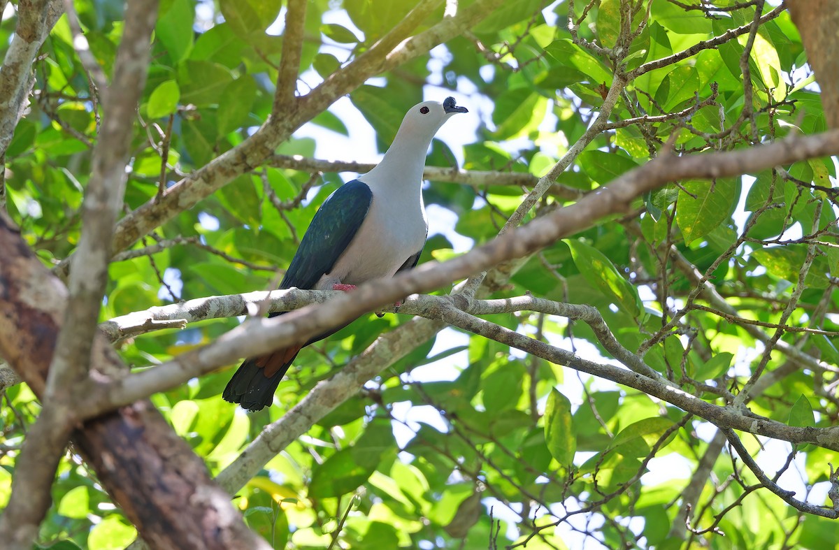 Spice Imperial-Pigeon - ML624581040