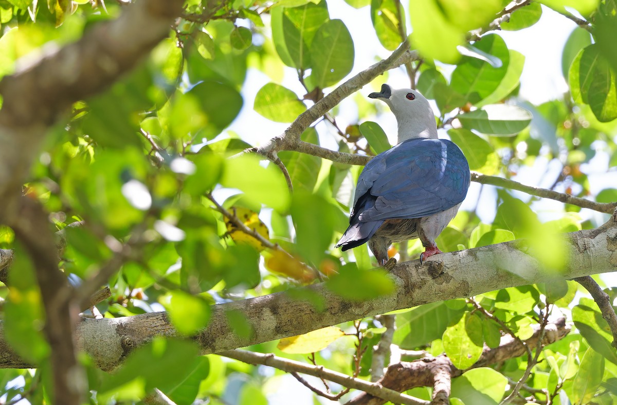 Spice Imperial-Pigeon - ML624581041