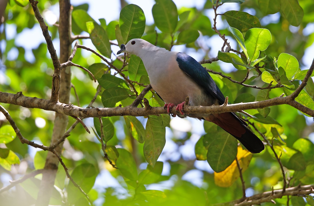 Spice Imperial-Pigeon - ML624581042