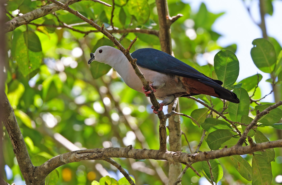 Spice Imperial-Pigeon - ML624581043