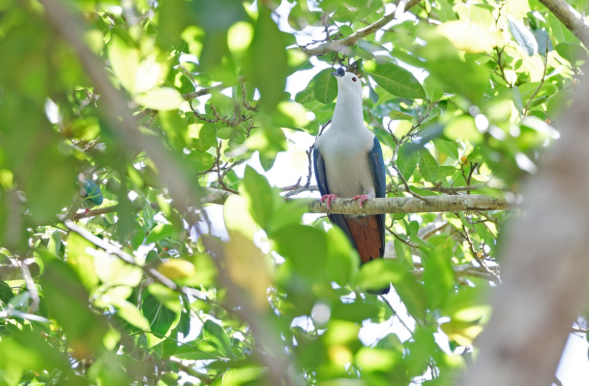 Spice Imperial-Pigeon - ML624581044