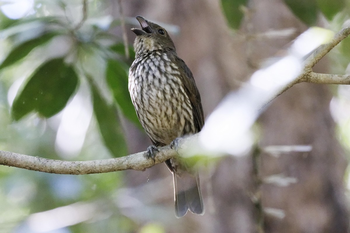 Tooth-billed Bowerbird - ML624581054