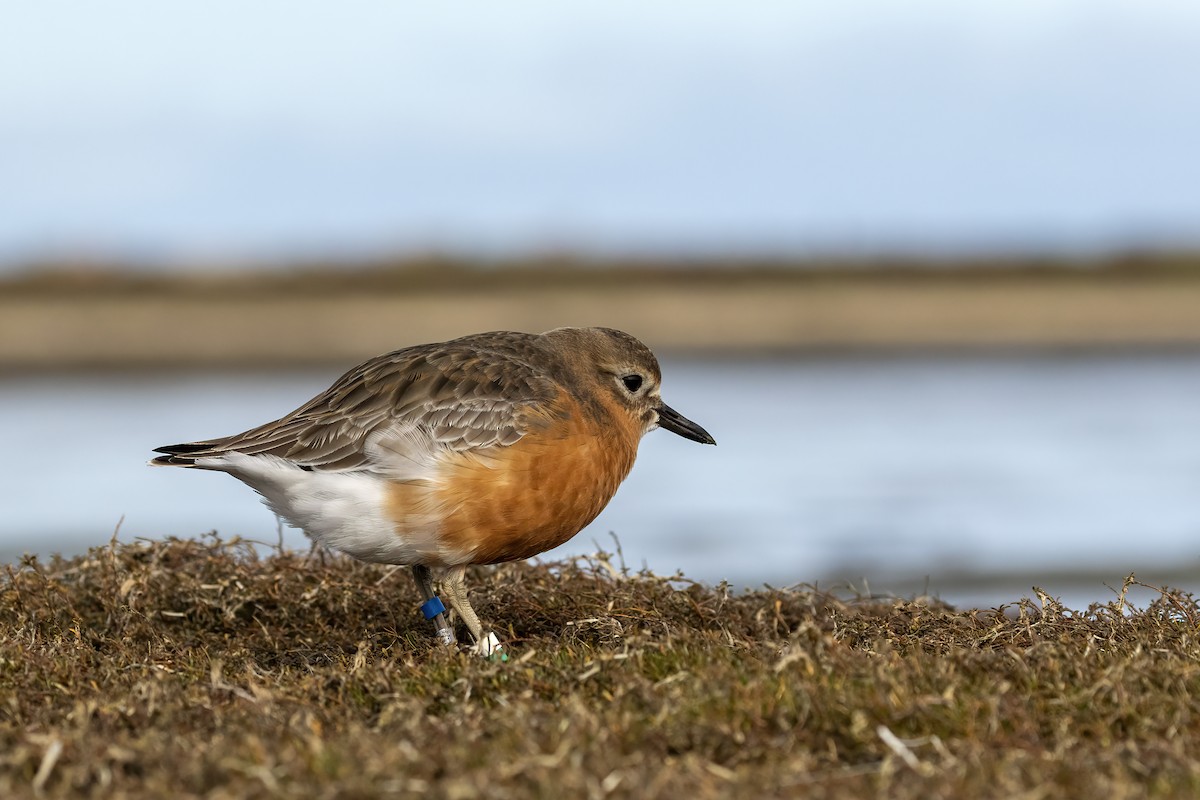 Red-breasted Dotterel (Southern) - ML624581055