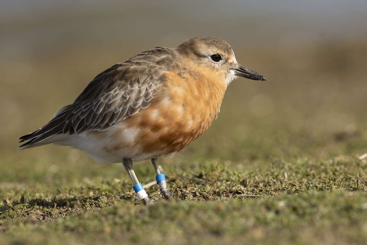 Red-breasted Dotterel (Southern) - ML624581056