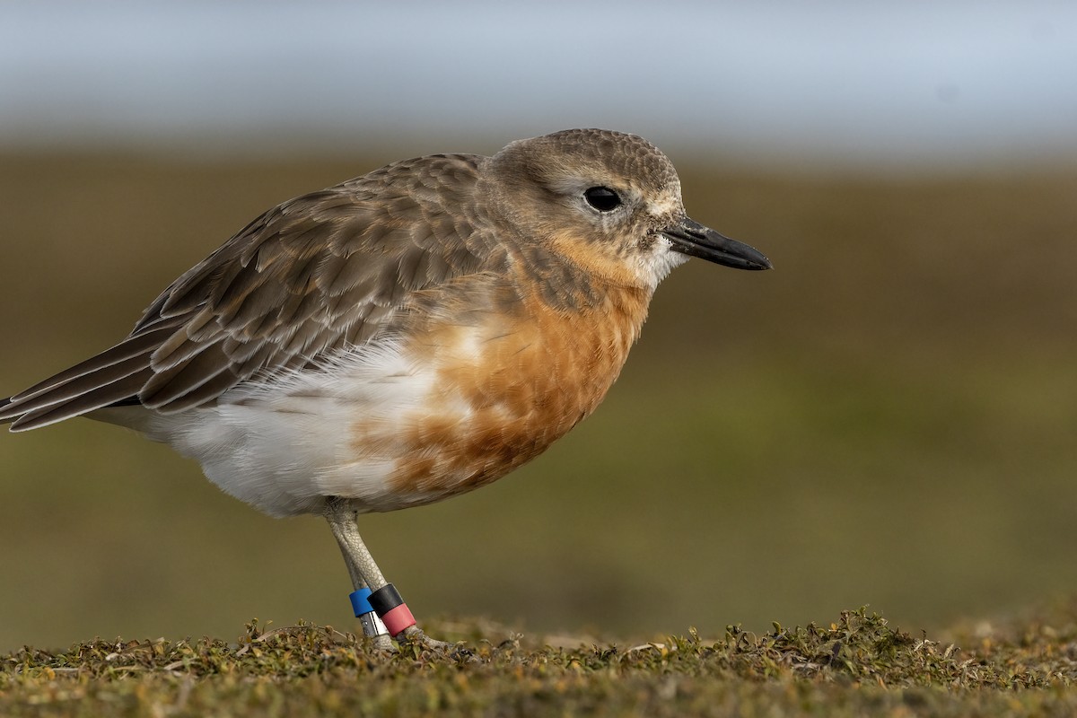 Red-breasted Dotterel (Southern) - ML624581057