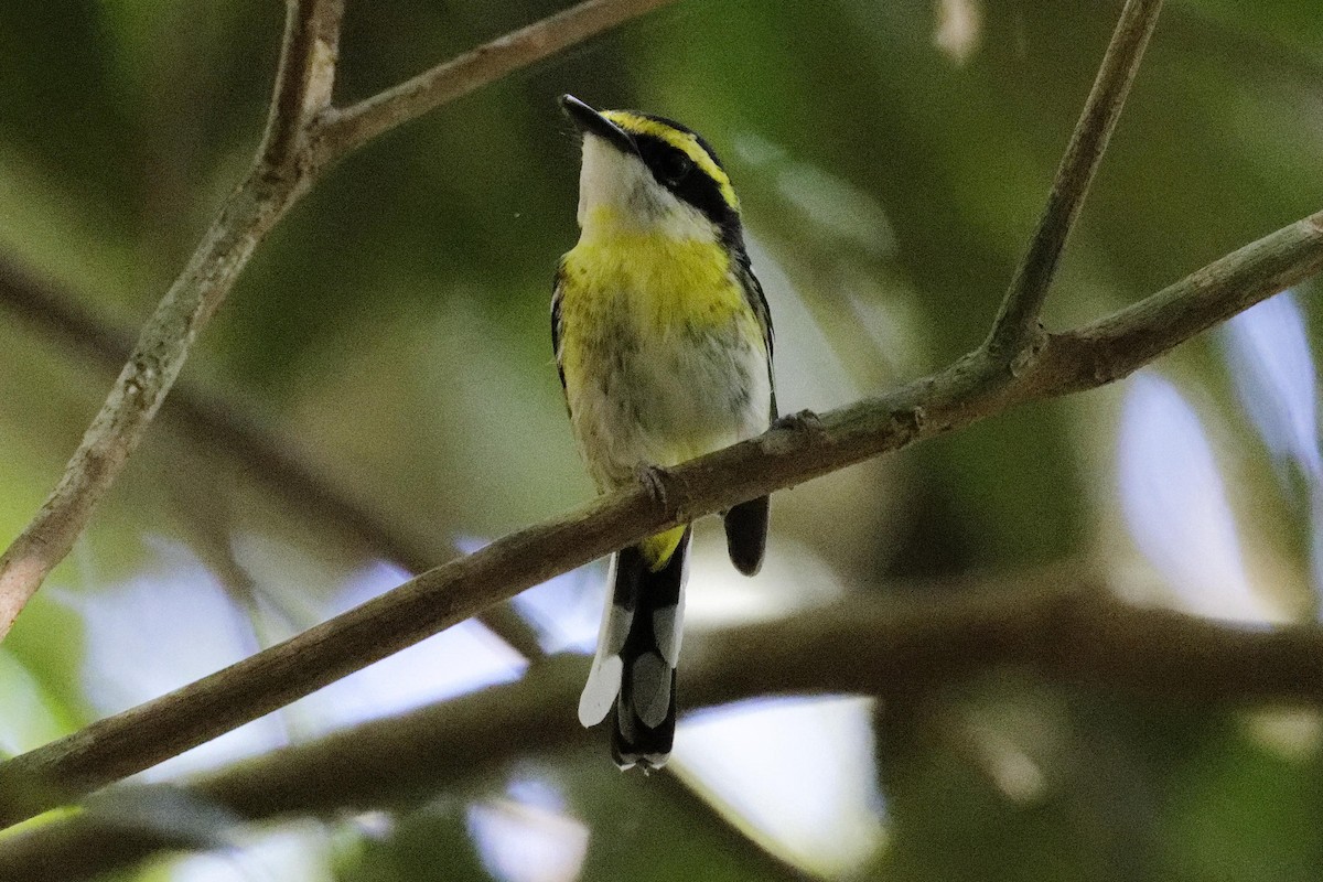 Yellow-breasted Boatbill - ML624581058