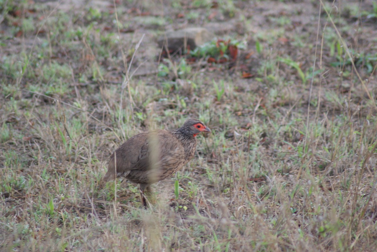 Red-necked Spurfowl - ML624581059