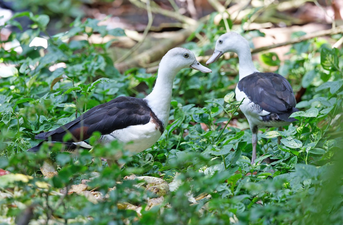 Radjah Shelduck - ML624581060