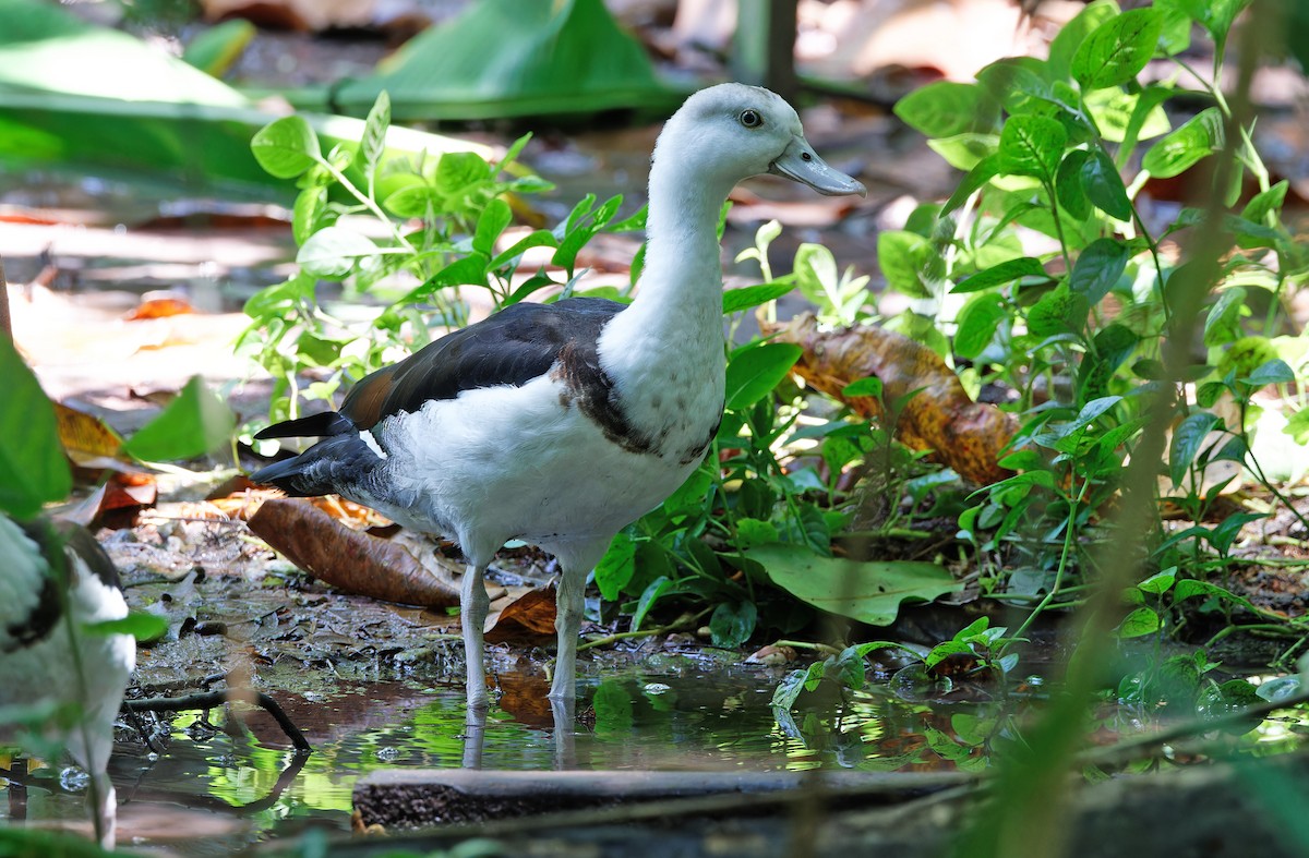 Radjah Shelduck - ML624581061