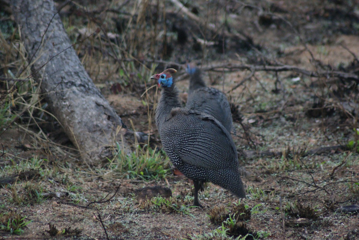 Helmeted Guineafowl - ML624581062