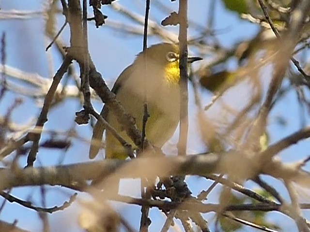 Swinhoe's White-eye - ML624581064