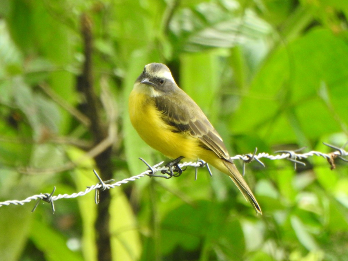 Social Flycatcher - ML624581066