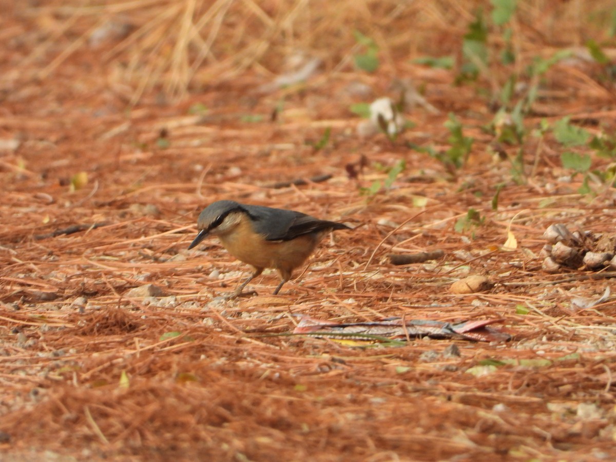 Eurasian Nuthatch - ML624581067