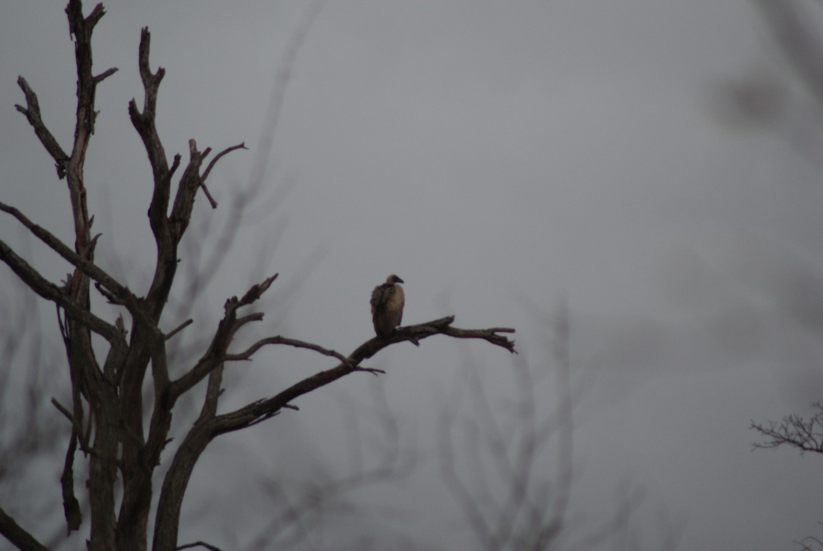 White-backed Vulture - ML624581068