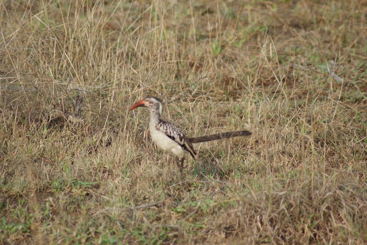 Southern Yellow-billed Hornbill - ML624581070