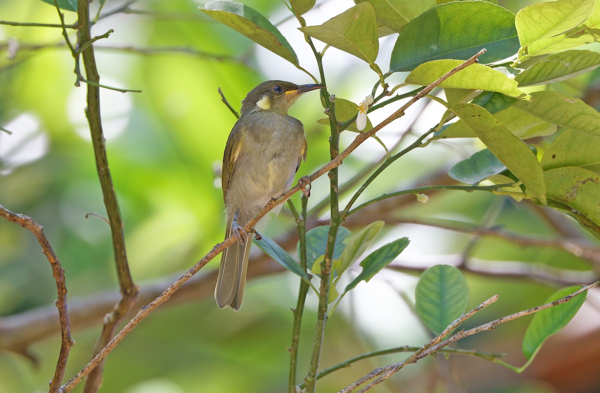 Mimic Honeyeater - ML624581071