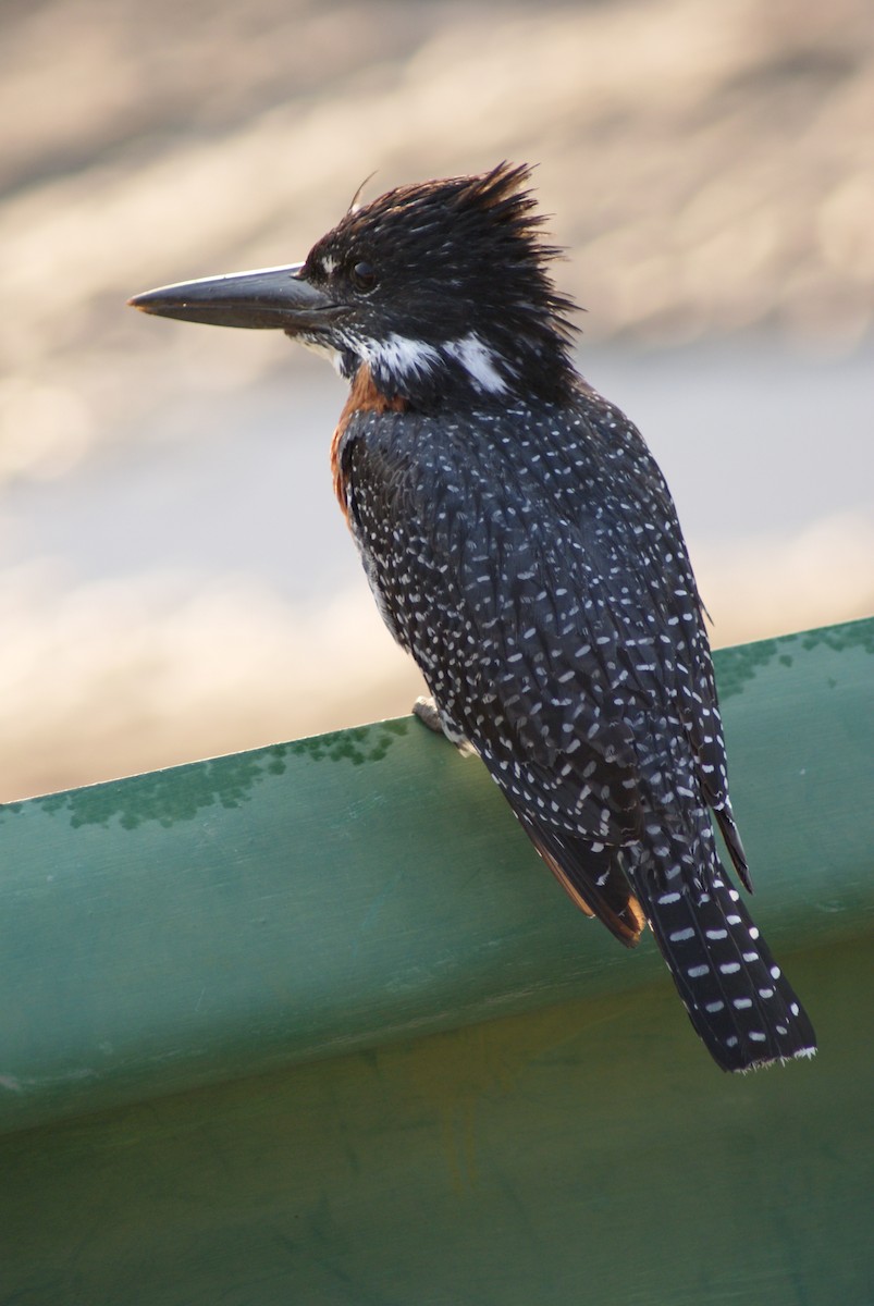 Giant Kingfisher - ML624581072