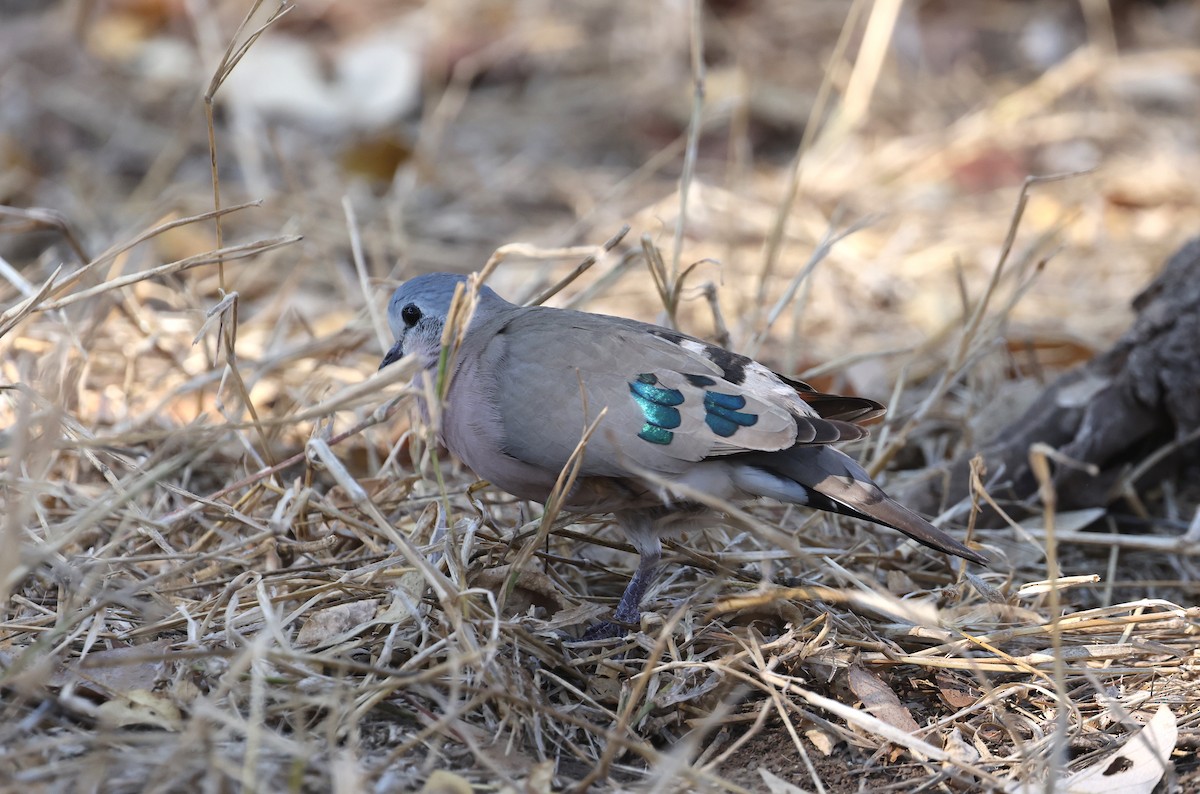 Emerald-spotted Wood-Dove - ML624581073