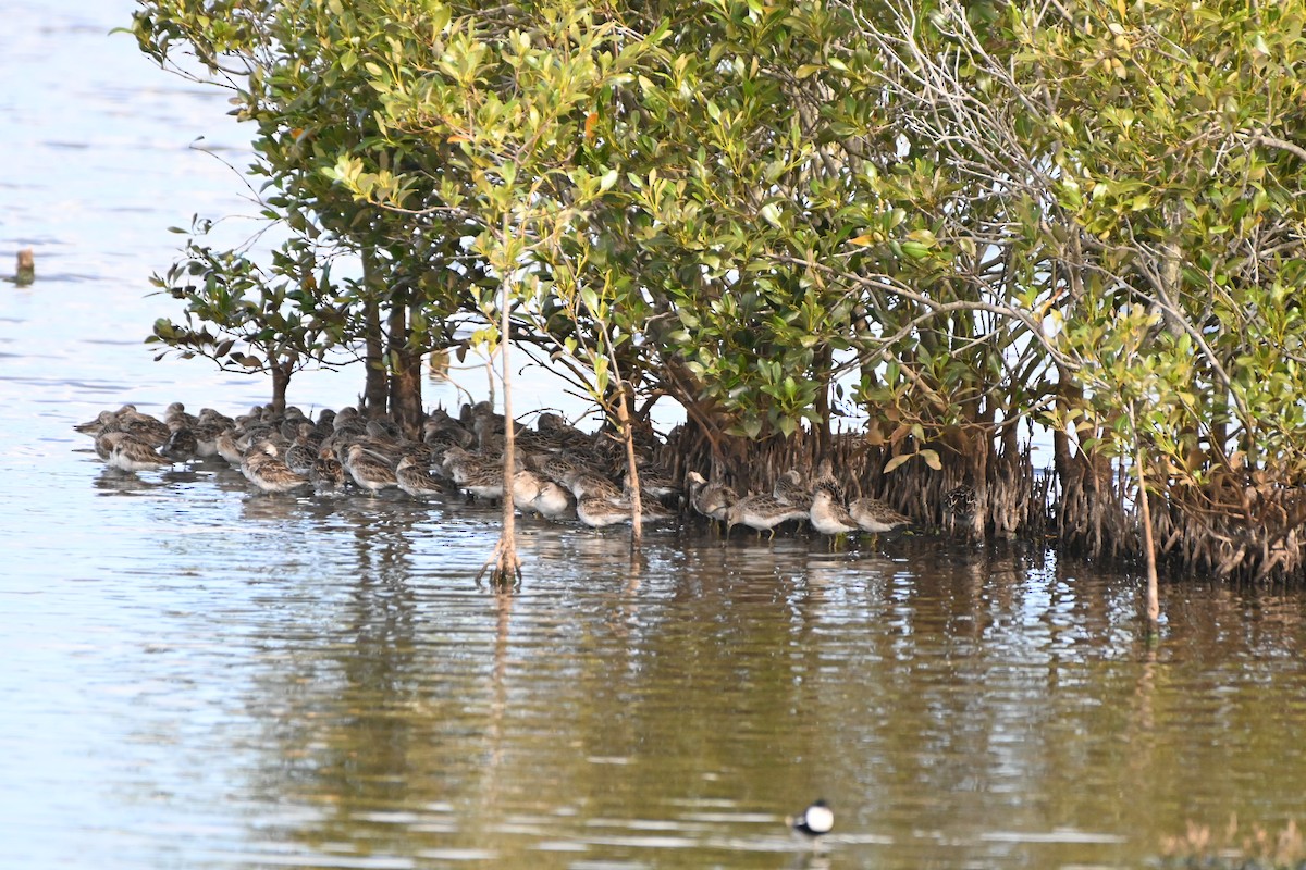 Sharp-tailed Sandpiper - ML624581074