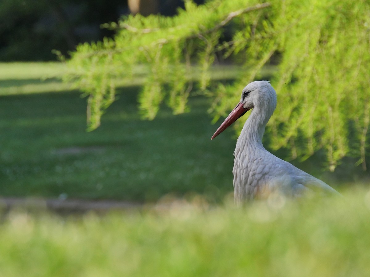 White Stork - ML624581077