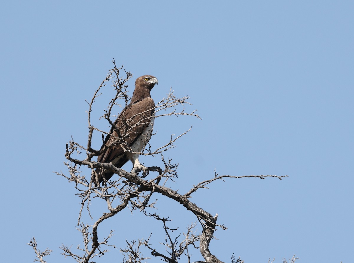 Black-chested Snake-Eagle - ML624581078