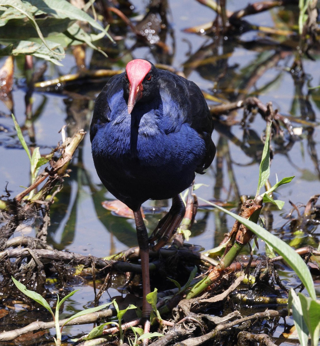 Australasian Swamphen - ML624581079