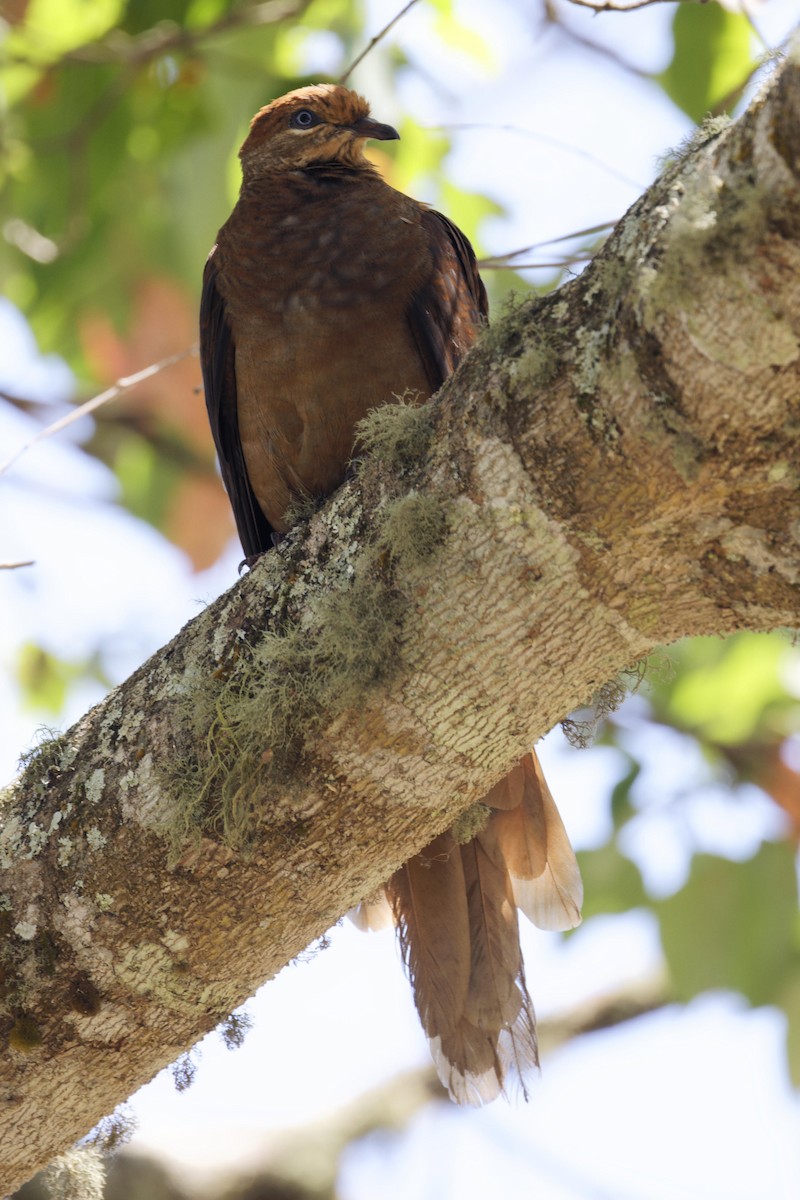 Brown Cuckoo-Dove - ML624581082